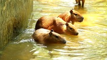 Capybara In Pond, Chiangmai Thailand