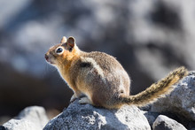 A Curious Golden-mantled Ground Squirrel On A Rock In Mt. Rainier National Park