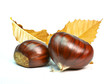 chestnut or chusnut with dry leaves isolated