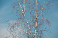 Birch Without Leaves Against Blue Sky