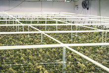Commercial Cannabis Factory Grow Operation With Full Grown Marijuana Plants