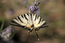 Iphiclides Podalirius; Scarce Swallowtail Butterfly In Rural Tuscany