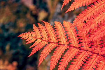 Wall Mural - yellowed fern leaf in autumn park, seasonal leaf color