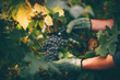 Grapes in hand, harvest in autumn.