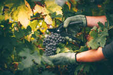 Grapes In Hand, Harvest In Autumn.