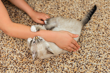 playful thai kitten biting human hand