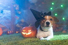 Happy Halloween. Dog Pet Jack Russell Terrier In Costume