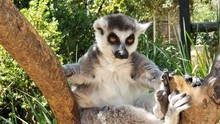 A Beautiful Curious Lemur, Just Relaxing On His Tree Observing The World