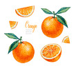 Watercolor Orange. Watercolor botanical illustration. Citrus fruit. Orange set. Slices of orange