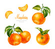 Watercolor Mandarin. Watercolor botanical illustration. Citrus fruit. Mandarin set. Slices of tangerine