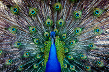 Amazing Peacock During His Exhibition
