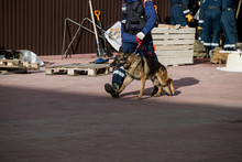 Search And Rescue Forces Search Through A Destroyed Building With The Help Of Rescue Dogs.