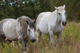 Fototapeta Konie - Horses grazing in the centre of France.