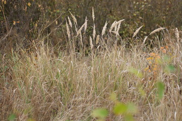 grass in the wind