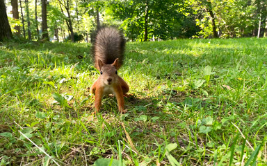 Cute funny fluffy squirrel in the park