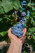 © Berg - Red grape variety, grape harvest, grape bunch in hand. Grapes in vineyard raw ready for harvest in Italy.