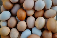 Range Eggs