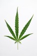 © toxxiiccat - Cannabis leaf close up, marijuana ganja weed leaves on white background in natural light