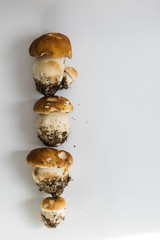 mushrooms isolated on white background