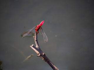 Wall Mural - Crocothemis servilia mariannae skimmer dragonfly 1