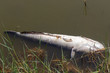 © Shogun Pe-an Power - dead fish in the pond