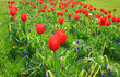  Rabaty z czerwonymi tulipanami i szafirkiem ogrodowym