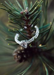 Selective closeup shot of an engagement ring on a fir tree branch with a blurred background