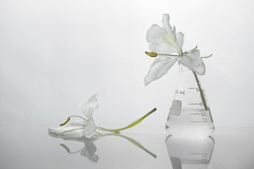Wall Mural - soft white flower in glass science flask in cosmetic development laboratory white background
