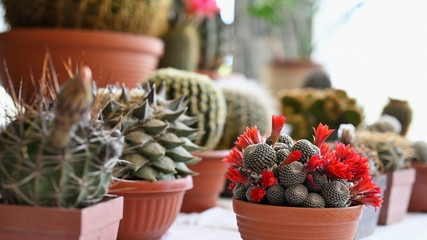 Poster - red flowers on a cactus in a pot.