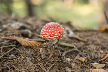 Beautiful Day In Forest With Colorful Mushrooms