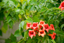 Flowers Of The Trumpet Vine Or Trumpet Creeper Campsis X Hybrida Background In Blossom. Soft Focus.