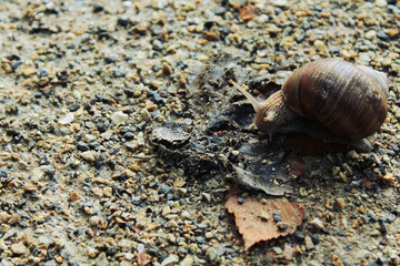  snail crawling along the road