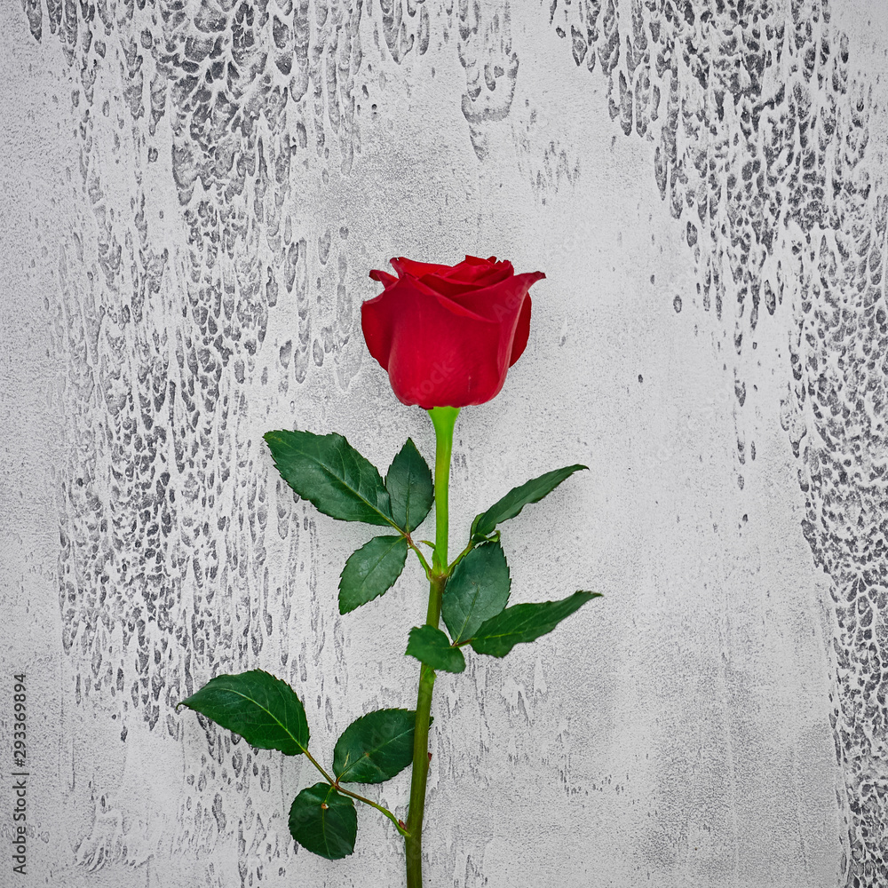 Red roses on a light textured background. Place for text, top view - obrazy, fototapety, plakaty 