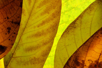 Wall Mural - Blurred natural background. Cropped shot of an autumn leaves. Colorful leaves texture.