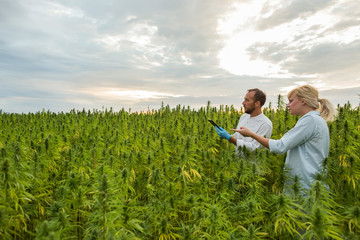 Wall Mural - Two people on CBD hemp plants field showing growth.