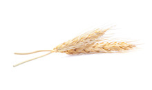 Ear Of Barley Rice On White Background