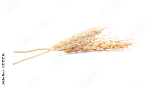 Fotomural Ear of barley rice on white background