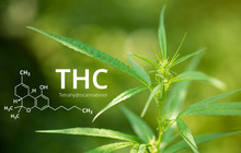 Tetrahydrocannabinol Or THC Molecule Formula With Marijuana Background, Cannabis.