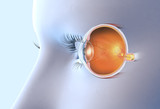 Fototapeta  - Healthy human eye, medically 3D illustration