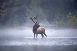 Fototapeta  - Bull Elk in stream.