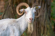 Close up of a funny white goat with a smirk on summer meadow