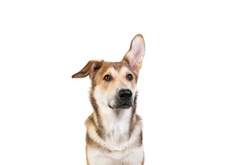 Studio shot pf a happy adult large mixed breed golden color dog sitting with a smile on his face