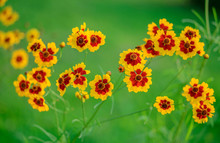 Beautiful Coreopsis Tinctoria Flower Blooming In The Summer. Close Up