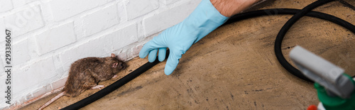 Fotografía panoramic shot of exterminator in latex glove catching rat near brick wall