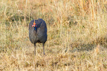 Canvas Print - Helmeted guineafowl at the savannah and looking into the camera