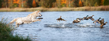 Golden Retriever Dog Jumping Into Water Hunting Ducks