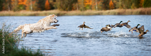 Photographie golden retriever dog jumping into water hunting ducks
