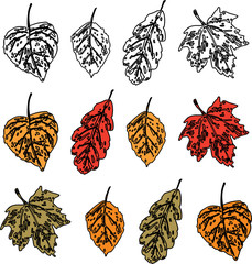 Wall Mural - Vector image of set of stylized autumn leaves of various trees