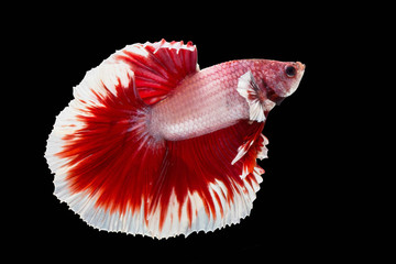 Red and white betta fish, Siamese fighting fish, betta splendens (Halfmoon betta, Pla-kad (biting fish) isolated on black background.