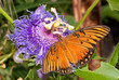 Dorsal view of a Gulf Fritillary butterfly getting nectar from the purple bloom of its host plant, the Passion Flower